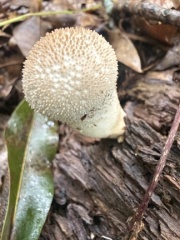 Puffball