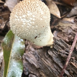 Mushrooms
