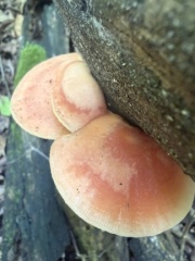 Shrooms