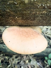 Shrooms