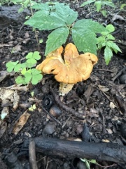 Shrooms
