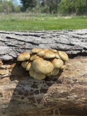 Shrooms