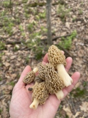 Shrooms