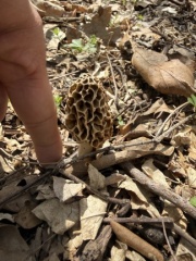 Shrooms